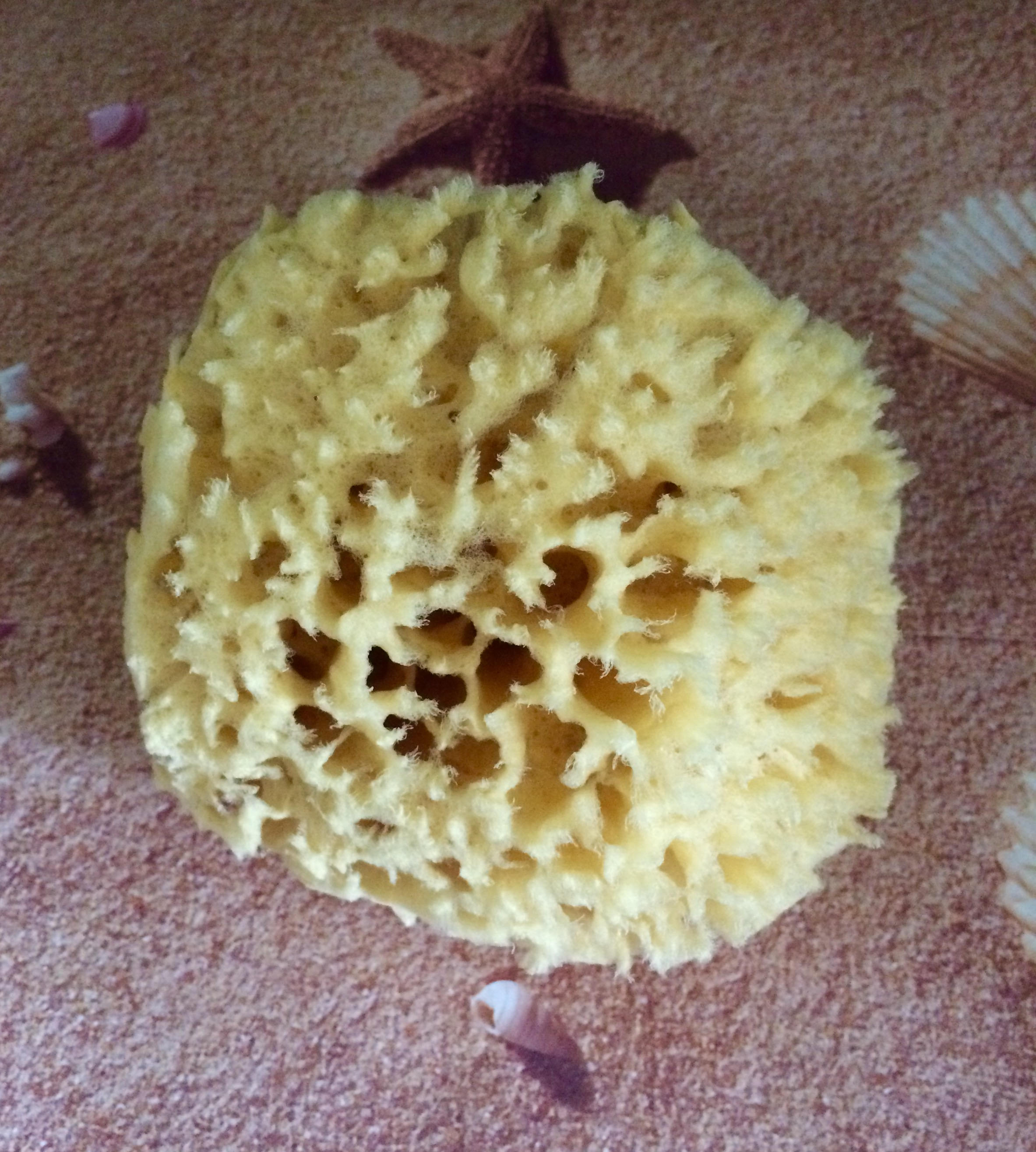 Natural Sea Sponges from Tarpon Springs Florida 3 to Etsy