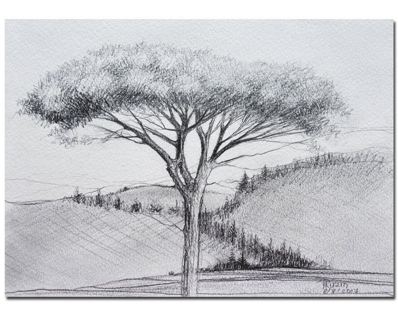 Umbrella Pine Tree Original Graphite Pencil Drawing on Etsy Canada