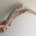 Real Bone/ Skeleton/ Genuine Bone/ Bone Craft/ Animal Bone