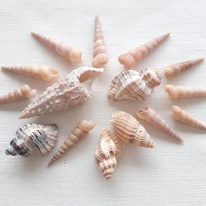 Muscheln, gelbe Muscheln, Material für Mineralienkunst, Herstellung von Meeresschmuck. Herz aus Treibglas.