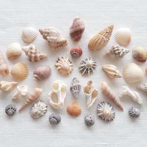 May include: A collection of various seashells in shades of white, beige, brown, and orange, arranged on a white surface. The assortment includes spiral, fan, and rounded shapes, showcasing natural textures and patterns.