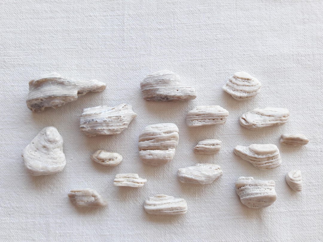 Sea Stone, Mini Marine Rock, Supply for Mineral Creation, Japanese ...