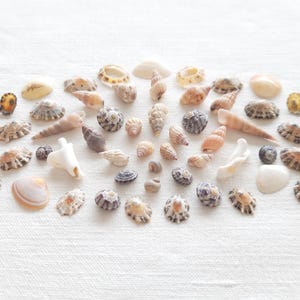 May include: A collection of various seashells in shades of white, tan, and brown, arranged on a white textured surface. The shells vary in size and shape, including spiral, round, and flat forms, creating a natural, coastal theme.