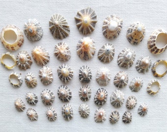 Limpets, mini Supply for mineral painting, tiny shell,