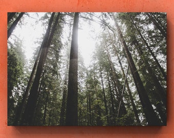 British Columbia Forest Print, Nature Photography (Digital Download)