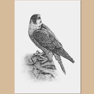 Peregrine falcon art prints - A3, A4, A5 sizes - Falcon drawing - Falco Peregrinus - Bird of prey wall art - Wildlife art - Bird lover gift