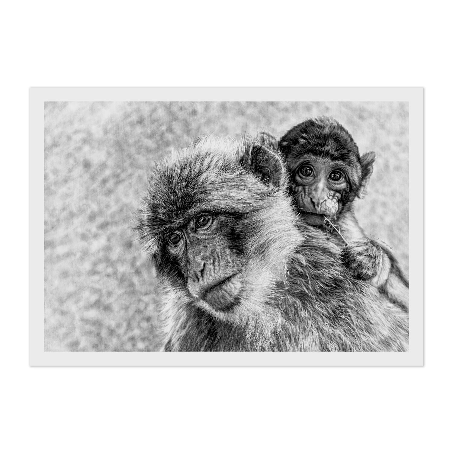 Macaque Art Print Monkey Wall Art Wildlife Digital Drawing Etsy