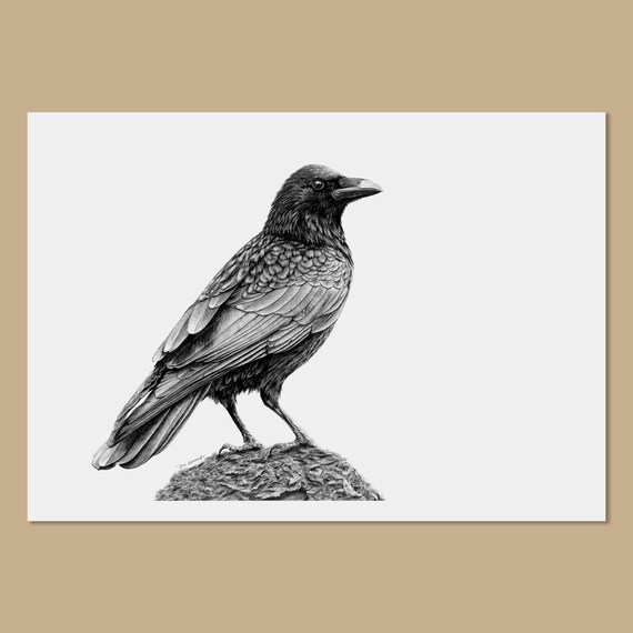 Crow Art Prints - A3, A4, A5 Sizes - Corvus Corone - Bird Wall Art