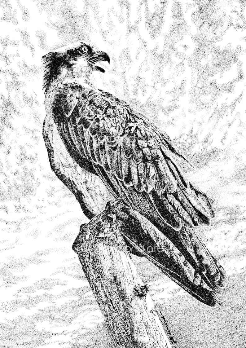 Original osprey pen drawing Original art Bird of prey Etsy