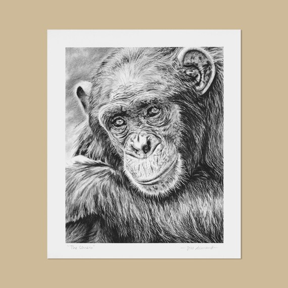 Chimpengi Gals Sex Xx Video - Chimpanzee Art Print 12 X 10 Chimp Pencil Drawing - Etsy