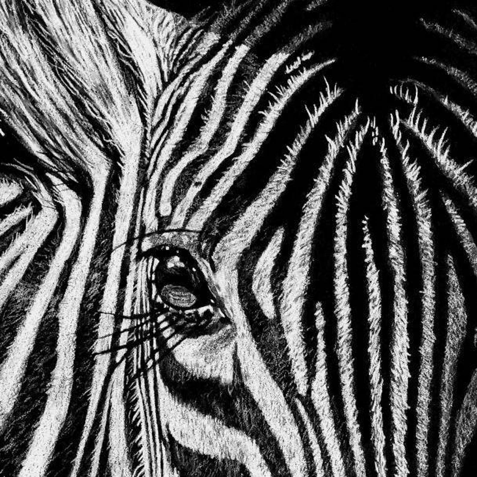 Zebra Art Print Wildlife Illustration Wall Art Pencil Etsy UK