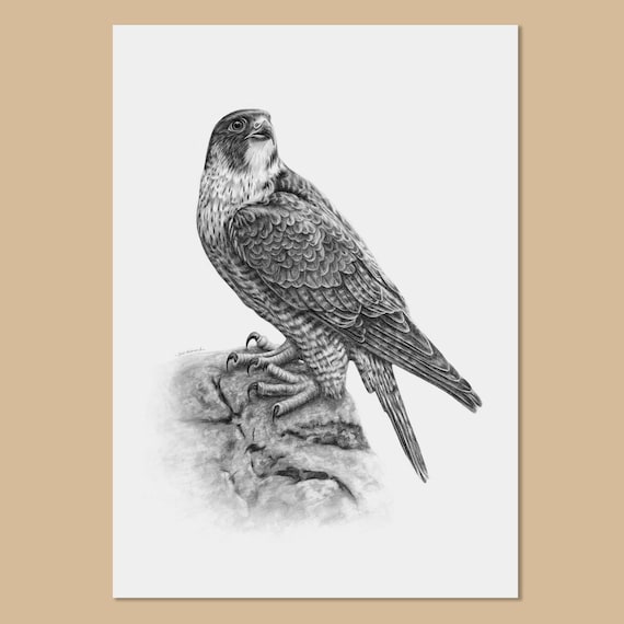 Anton Znaniecki ハヤブサ Falcon 絵画 Anton Znaniecki ハヤブサ Falcon 絵画 Anton Znaniecki ハヤブサ
