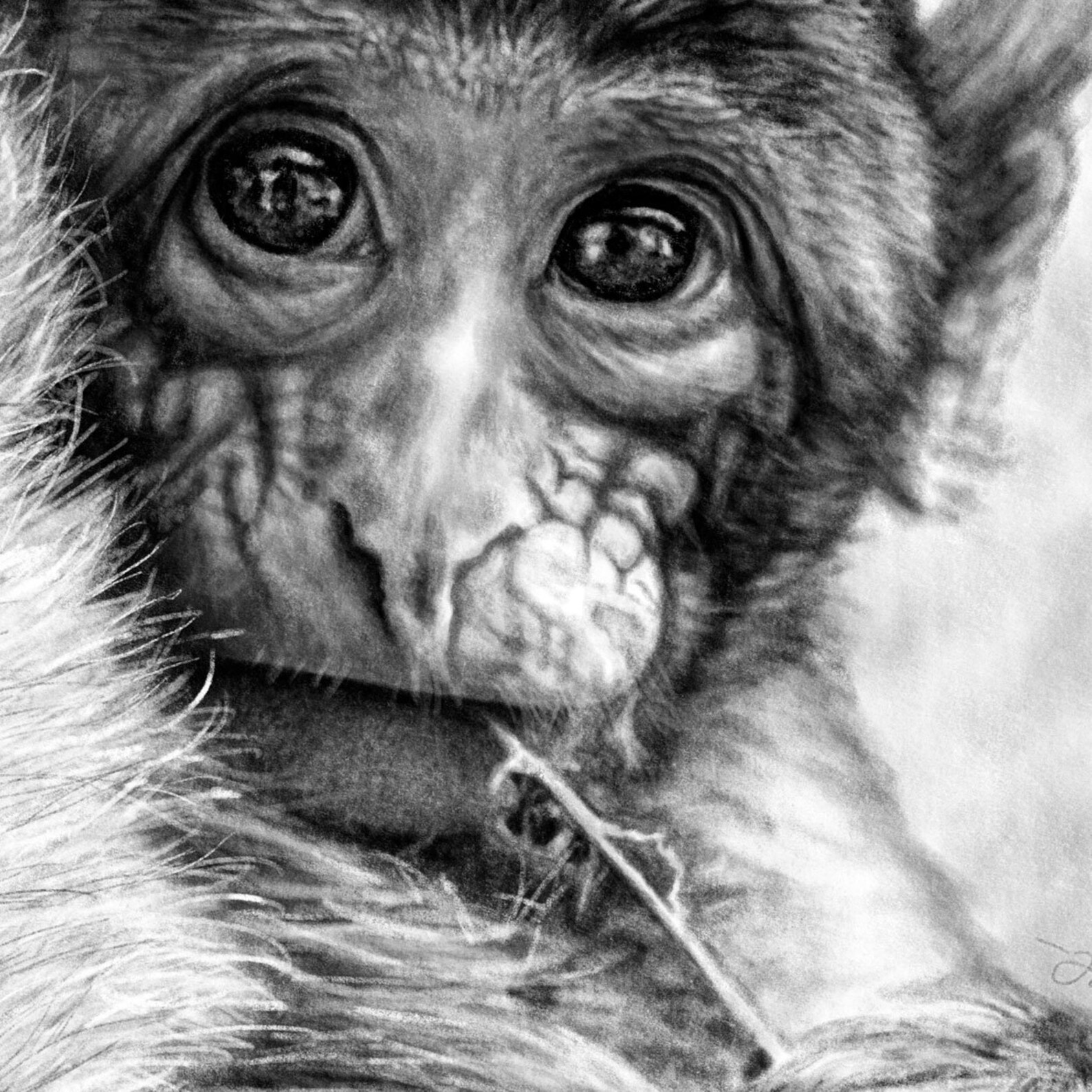 Macaque Art Print Monkey Wall Art Wildlife Digital Drawing Etsy
