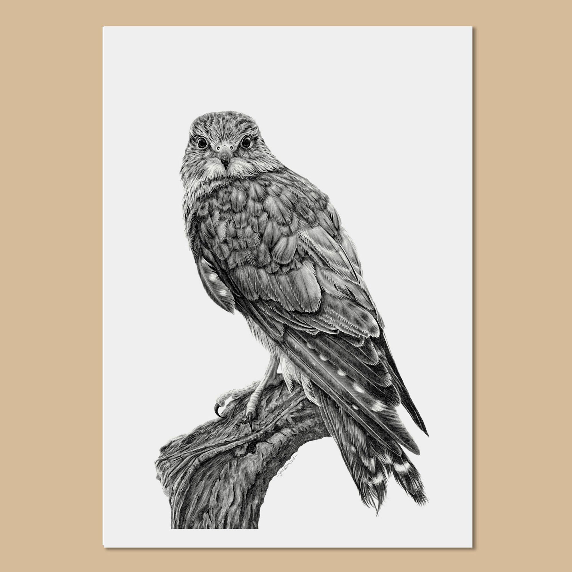 Dibujo de aves rapaces - Etsy México dibujo-de-aves-rapaces-etsy-m-xico