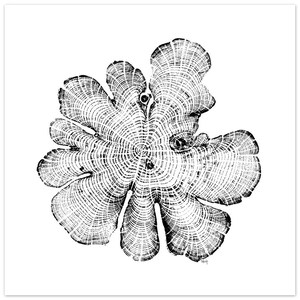 North Carolina Red Cedar Tree Rings Relief Print - Matte Paper Wall Art - Elegant Poster for Decoration 30x30 cm / 12x12″