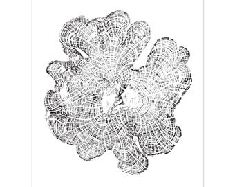 Cedar Wood Tree Rings Relief - Matte Paper Wall Art - Elegant Poster For Decoration