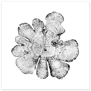 North Carolina Red Cedar Tree Rings Relief Print - Matte Paper Wall Art - Elegant Poster for Decoration 45x45 cm / 18x18″