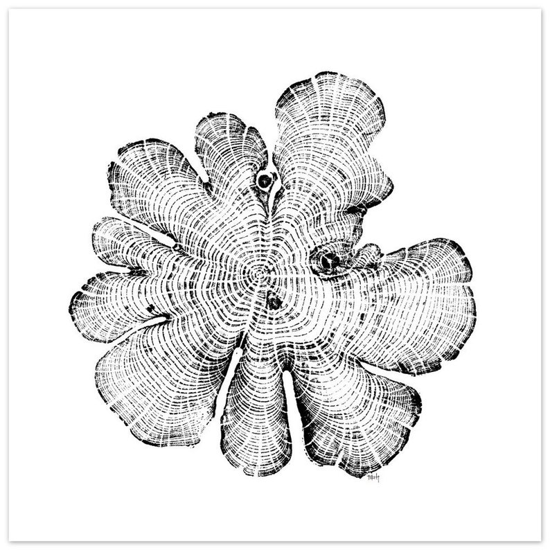 North Carolina Red Cedar Tree Rings Relief Print - Matte Paper Wall Art - Elegant Poster for Decoration 45x45 cm / 18x18″