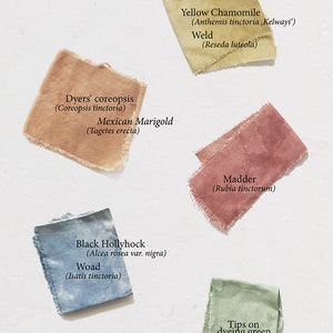 Dye Garden Manual recipes for 7 dyes, Growing and extracting dye from plants, Dye garden tutorial, Marigold, Weld, Woad, Madder, Chamomile image 3