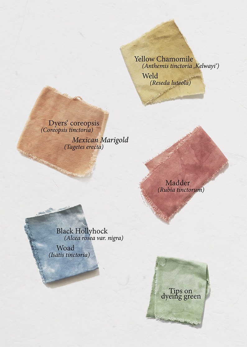 Dye Garden Manual recipes for 7 dyes, Growing and extracting dye from plants, Dye garden tutorial, Marigold, Weld, Woad, Madder, Chamomile image 3