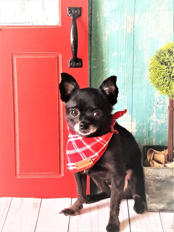 Chihuahua bandana sales