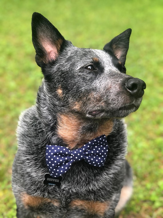 sago palm bad for dogs