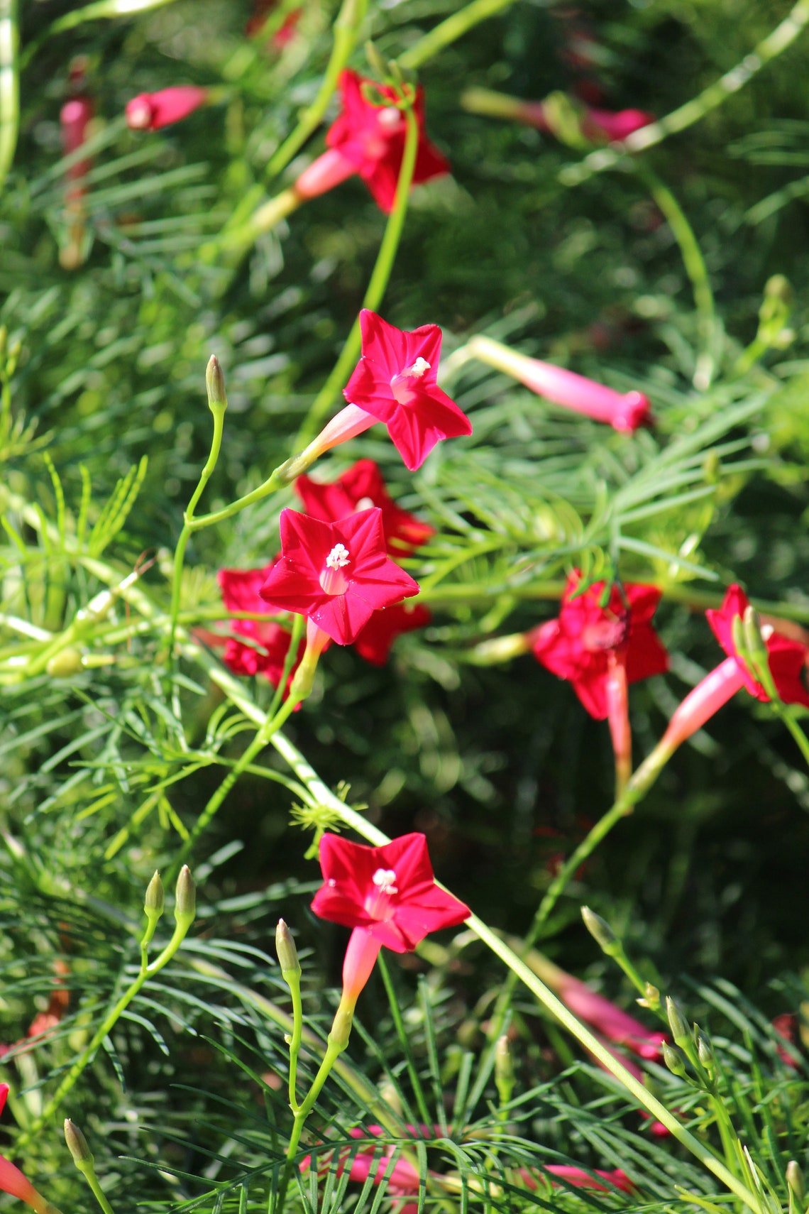Hummingbird Vine Seeds Cypress Vine Etsy