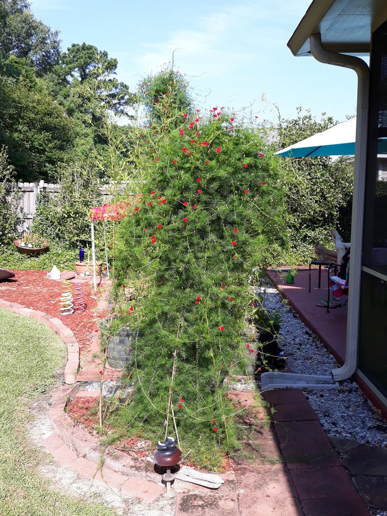 Hummingbird Vine Seeds Cypress Vine Etsy