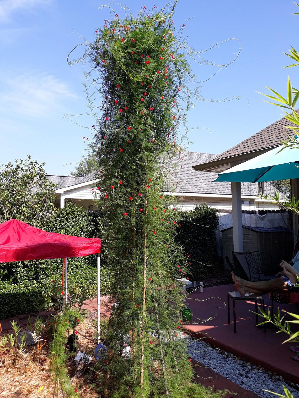 Hummingbird Vine Seeds Cypress Vine Etsy