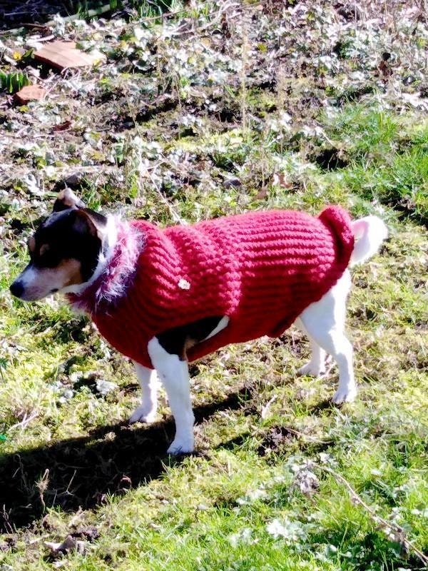 Manteau Pour Chien ou Chat - Tricotin