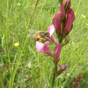 Organic honey image 2