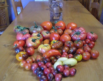 Seeds of Collectible Tomatoes