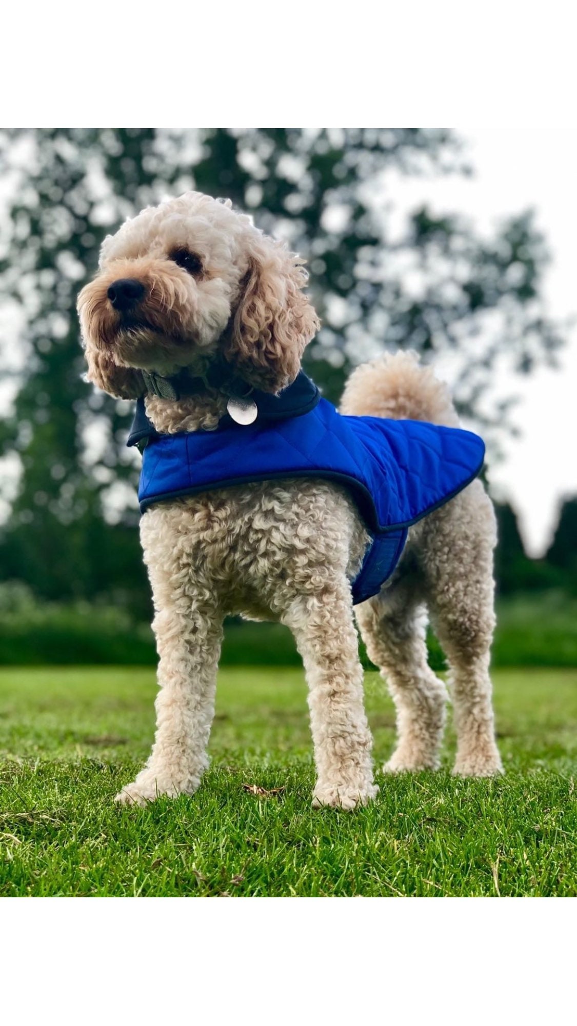 cockapoo winter coats