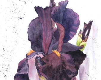 Iris painting, Print from my original watercolour flower painting, botanical picture, dark purple wall art, Iris watercolor, Bearded Iris