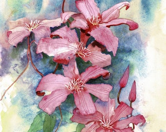 Pink Clematis, original watercolour 12 x 7.5 inches, flower painting, garden flower, floral art gift, clematis art, gardeners art gift
