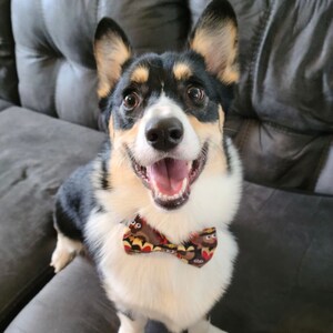 May include: A smiling Pembroke Welsh Corgi dog with black, white, and tan fur, wearing a patterned bow tie. The dog is sitting on a gray surface and looking directly at the camera with its mouth open.