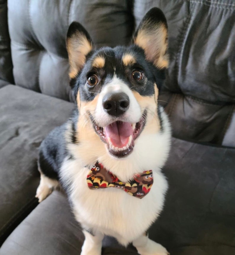May include: A smiling Pembroke Welsh Corgi dog with black, white, and tan fur, wearing a patterned bow tie. The dog is sitting on a gray surface and looking directly at the camera with its mouth open.