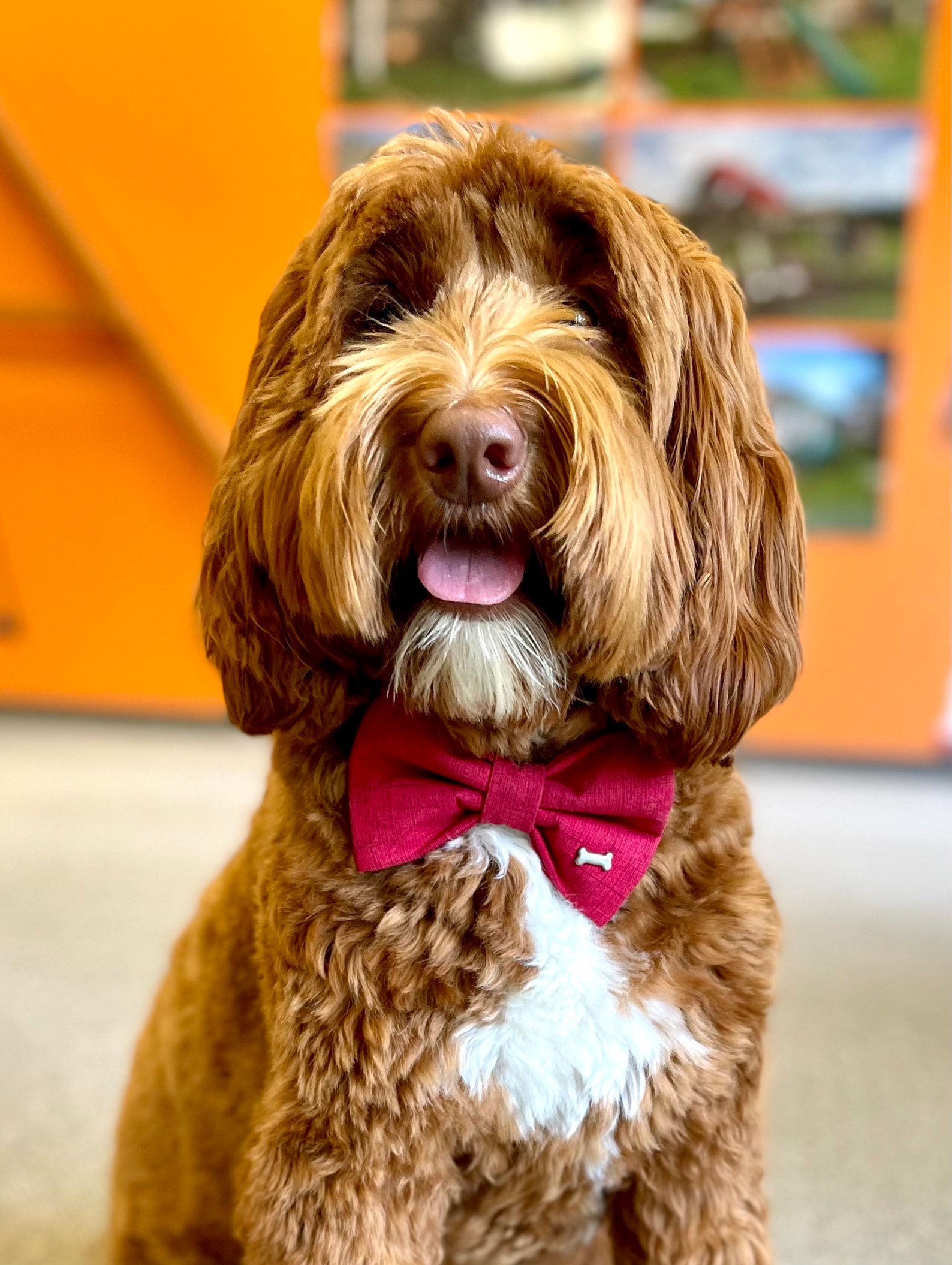 Red Dog Bow - Etsy