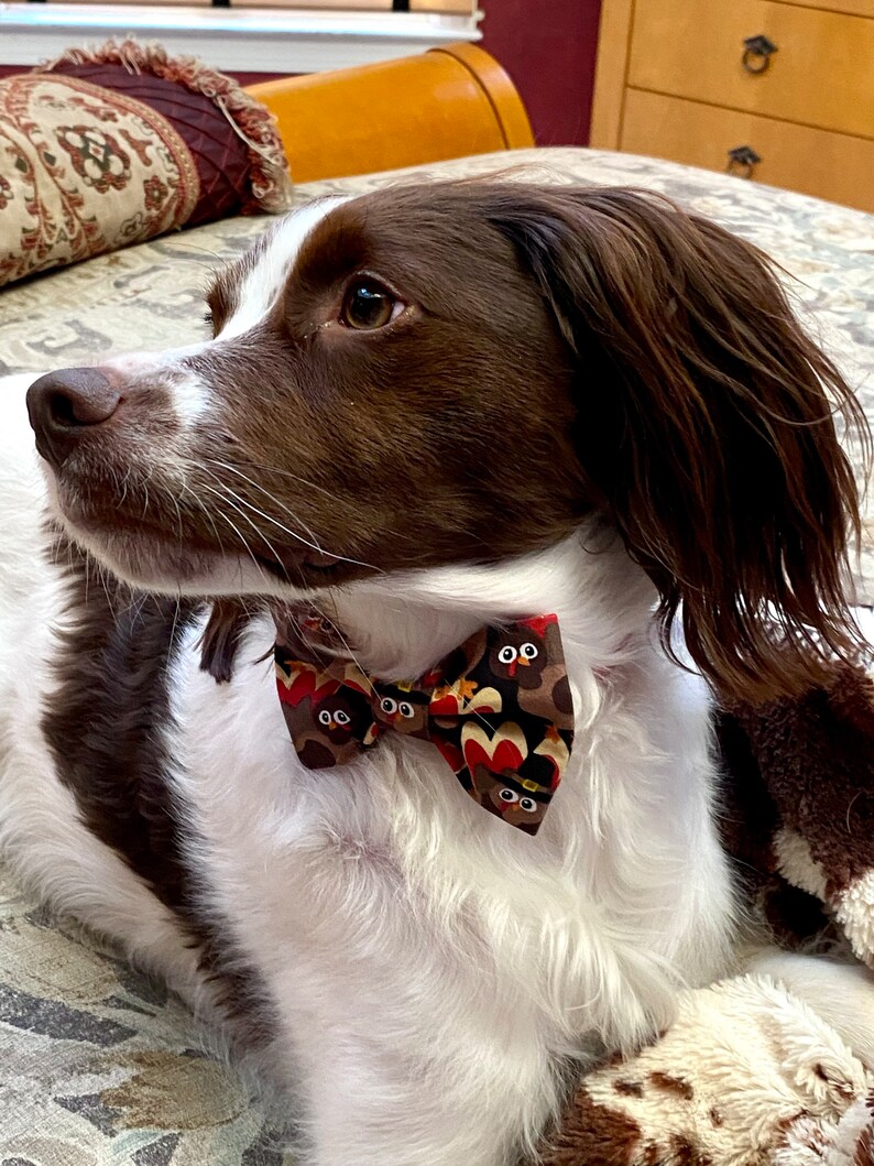 May include: A brown and white dog wearing a patterned bow tie. The bow tie features a repeating pattern of cartoon owls in shades of brown, red, and orange. The dog is lying down on a patterned surface.