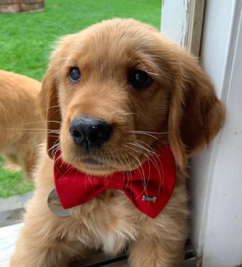 Red Dog Bow - Etsy