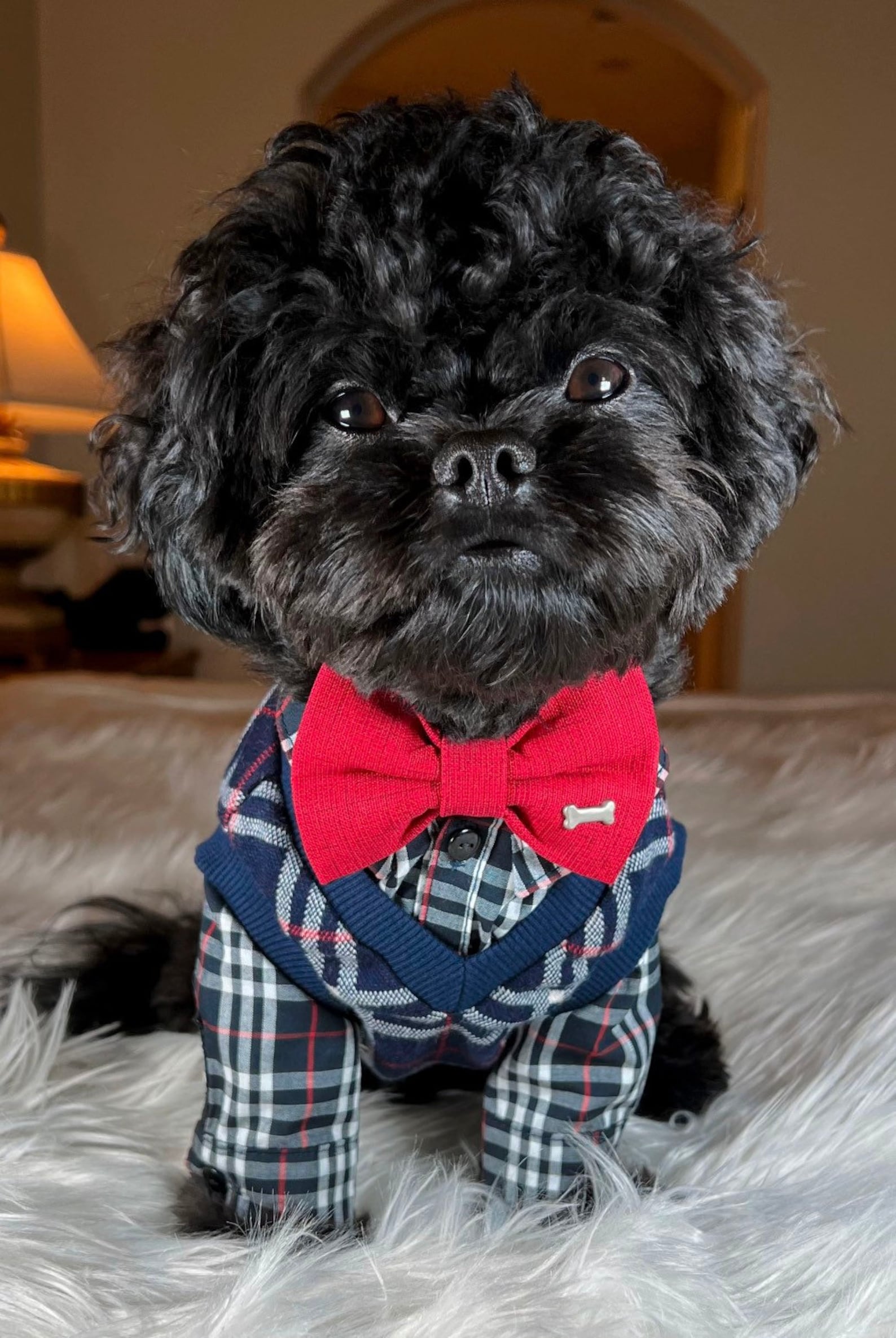 Red Dog Bow - Etsy