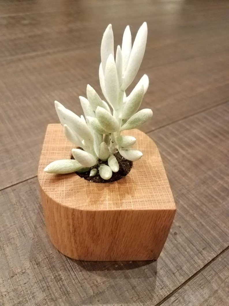 Small Wooden Succulent Indoor Planter Wood Planter