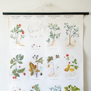 Original BOTANICAL Vintage Mid Century Swedish School Wall Chart BAYAS FRUTAS Woodland Botany Beautiful Rare