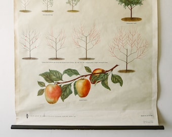 Original BOTANICAL Vintage German School Wall Chart MICHURIN&#39;S SELECTION Botany Fruit Apple Beautiful Rare Plant Genetics Volk Und Vissen