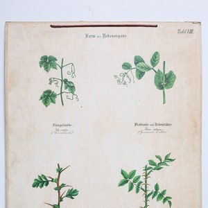 Original ANTIK BOTANIK Vintage Deutsche LITHOGRAPHIE Druck 1850 Meinhold Botanik Blumen Pflanzen 19. Jahrhundert