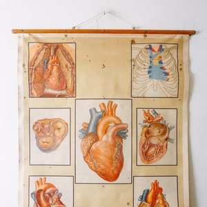 Originele ANATOMICAL Vintage Educatieve School Wandkaart CIRCULATIE HART Anatomie Wetenschap Mooie Zeldzame