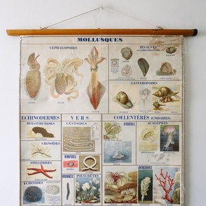 Carta de parede educacional original, zoológica, vintage, escola francesa, moluscos, biologia marinha, zoologia, bela, rara, história natural