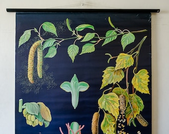 Original BOTANICAL Vintage German School Wall Chart BIRCH TREE Botany Beautiful Rare Jung Koch Quentell