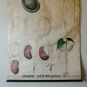 Gráfico mural original de la escuela francesa de finales del siglo XIX sobre botánica, GERMINACIÓN DE SEMILLAS, planta botánica, hermosa y rara, Emile Deyrolle