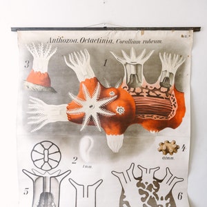 May include: A vintage educational chart illustrating the anatomy of the coral *Octactinia* with the scientific name *Corallium rubrum*. The chart features detailed illustrations of the coral's structure, including its polyps, tentacles, and skeletal components. The chart also includes a scale bar for reference.